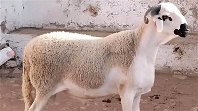 اخت جوزي 